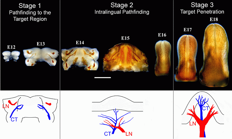 scans of animals tongues and graphs