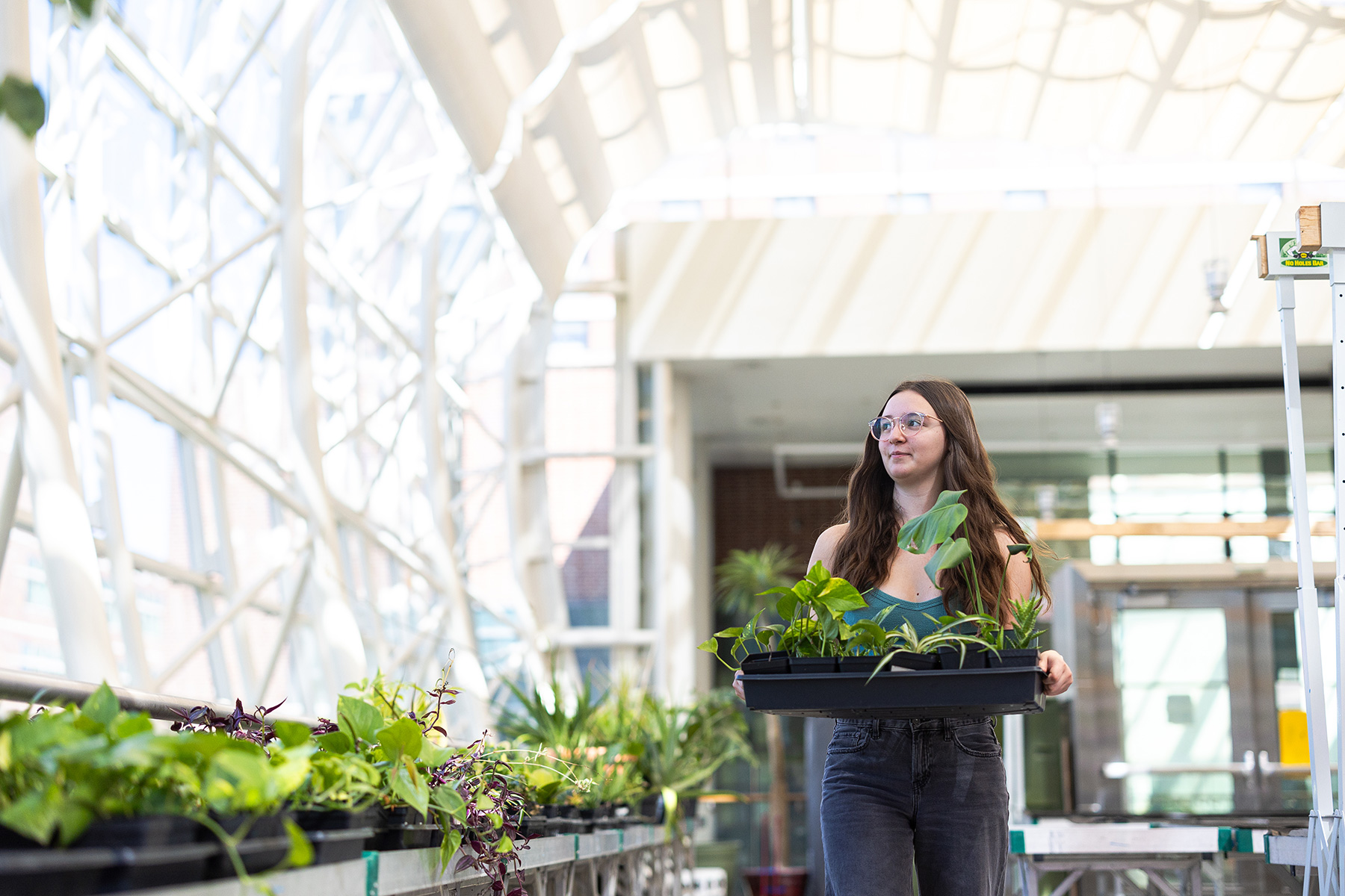 A student maintains plants in the School of Environmental Sustainability's greenhouse.