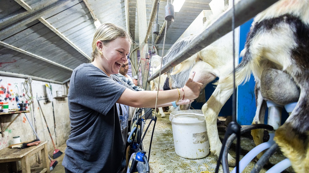 Student milks a goat on the dairy farm in Abruzzo