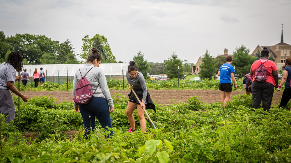 Various student tend to garden beds at a farm