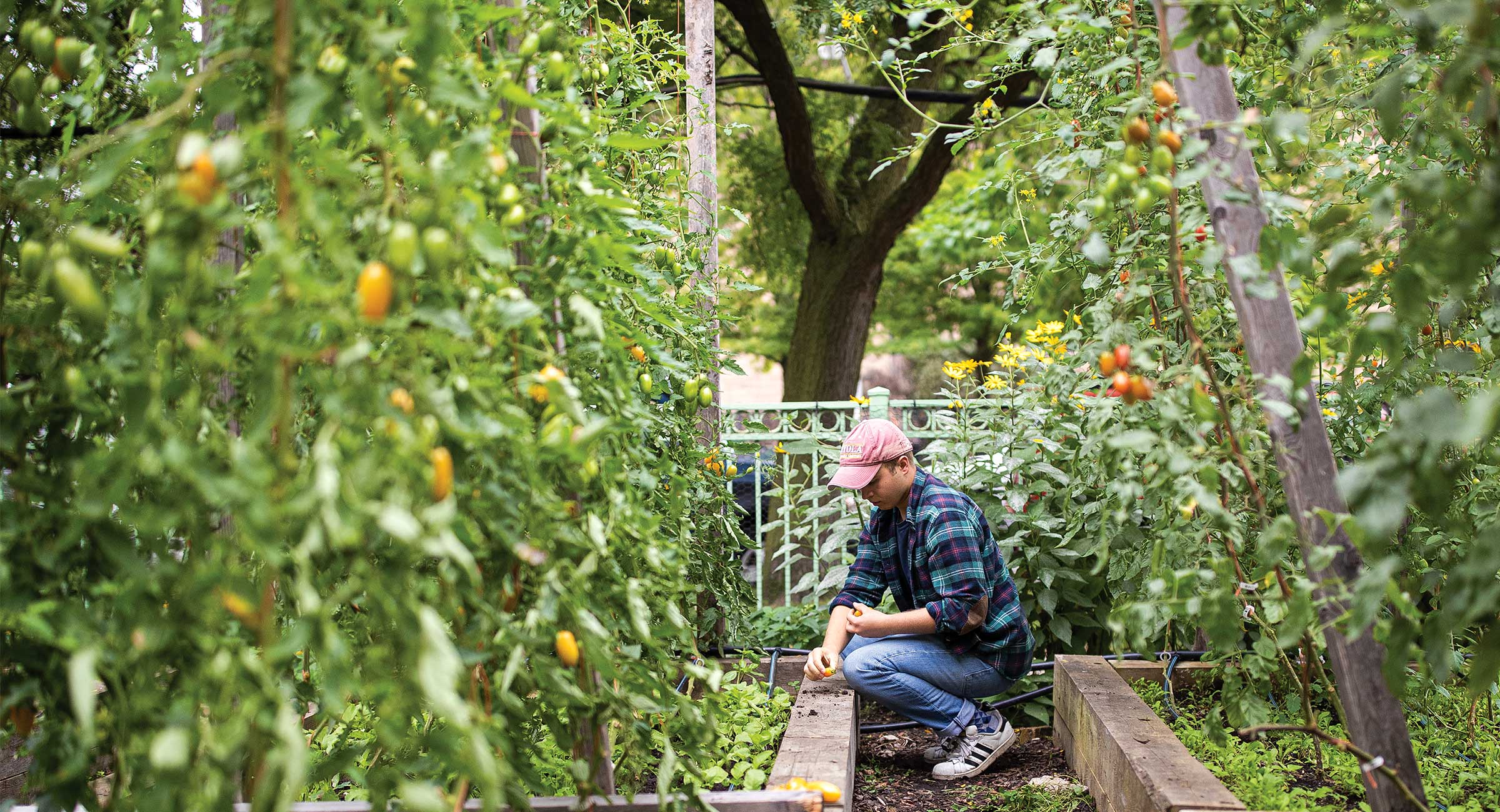 Loyola University Chicago student harvests produce in the Winthrop Garden
