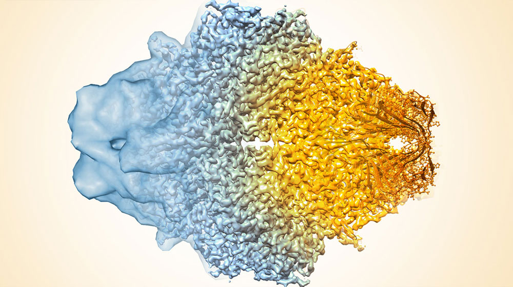 Cryo-EM structure graphic