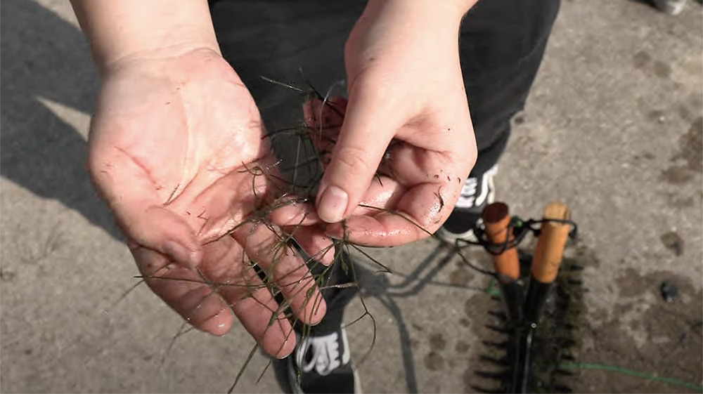 hands holding aquatic plant