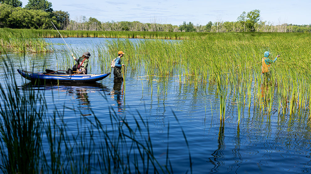 Members of Team Typha in waders pulling a small boat in a wetland