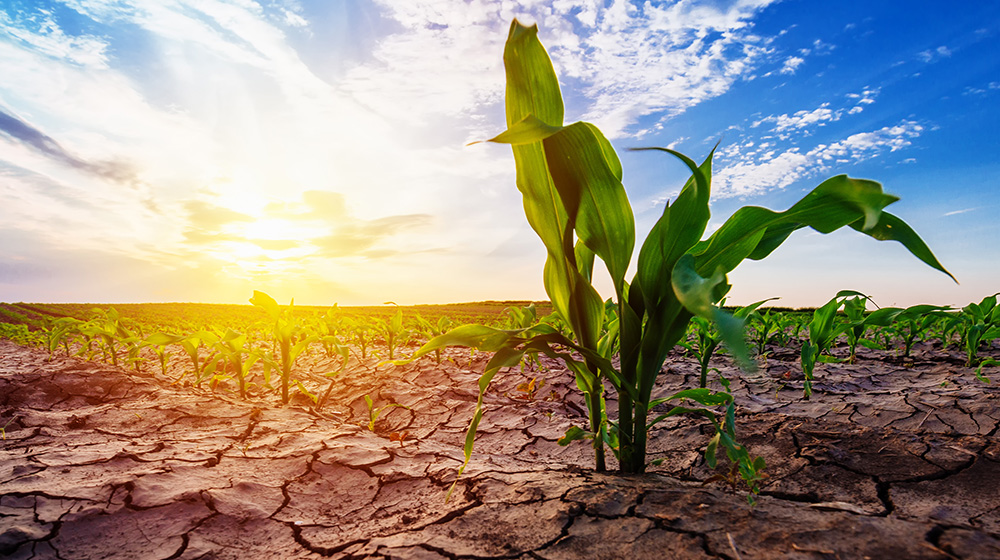stalk of corn in a dry field