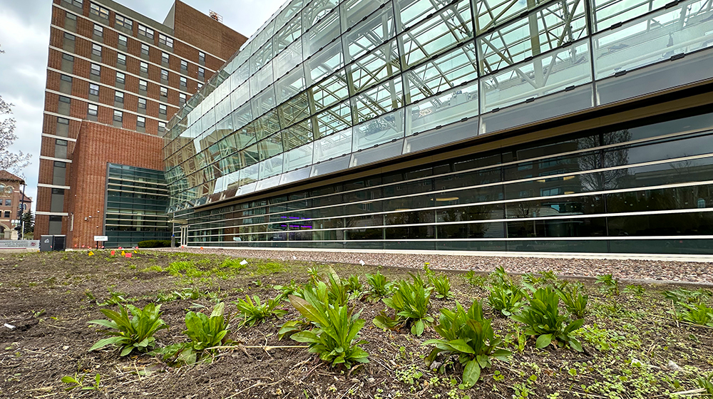 wildflowers in front of the SES building