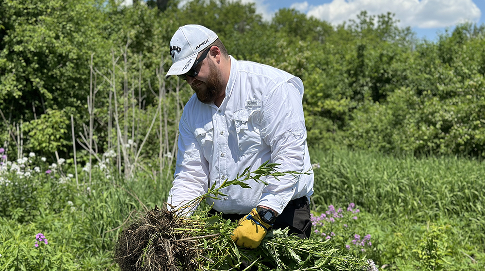 Integral ecology student pulling invasive plants