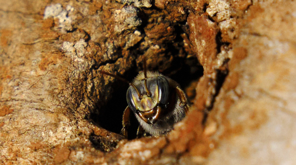honey bee