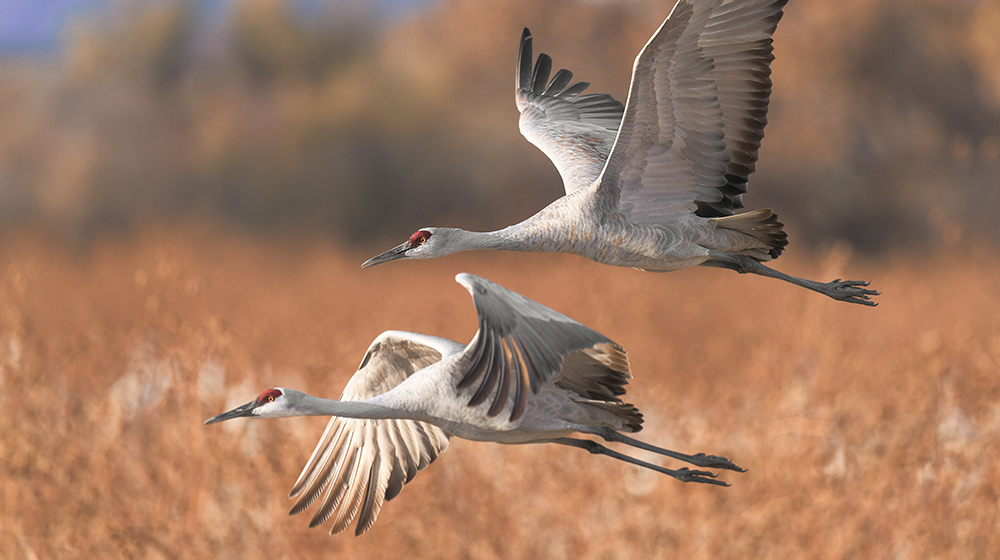two sandhill cranes in flight
