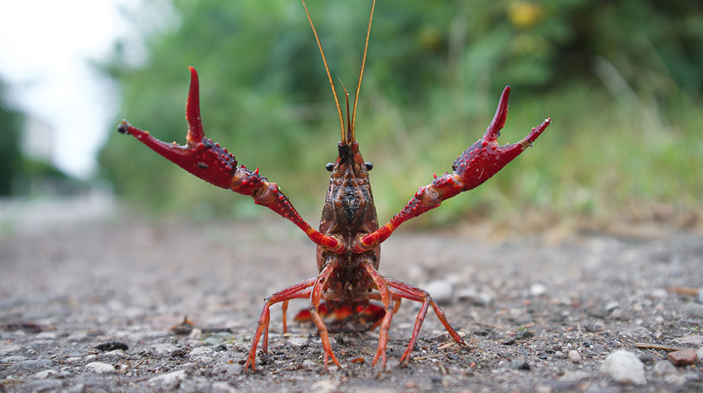 red swamp crayfish raising its claws