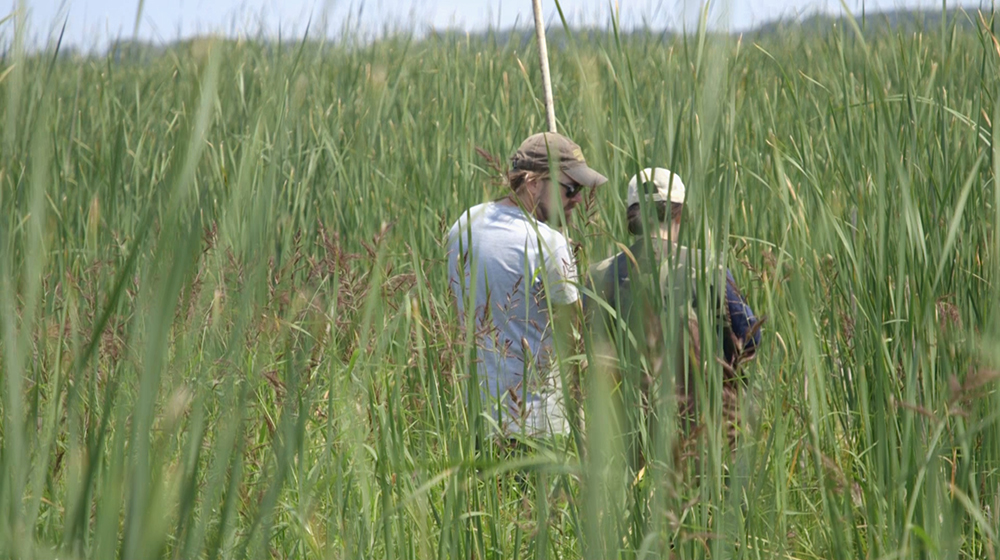 researchers in a stand of cattails