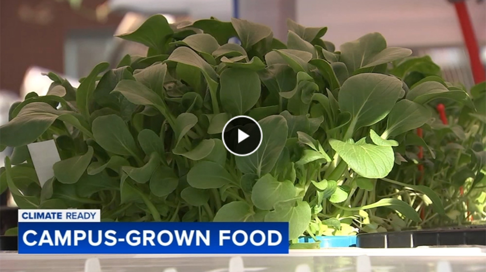 Screenshot from ABC news segement showing the urban ag hydroponic system