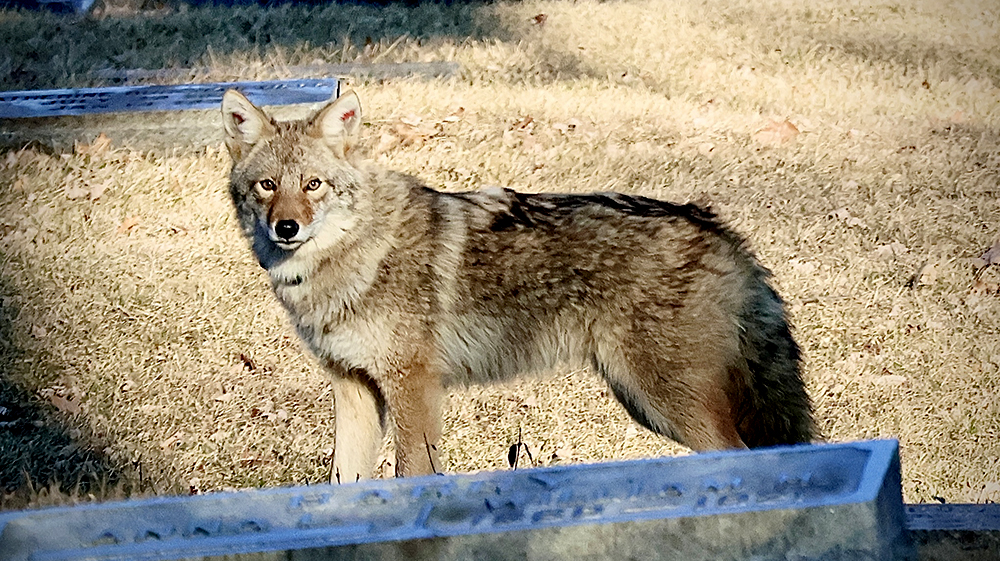 Coyote at Graceland cemetery 