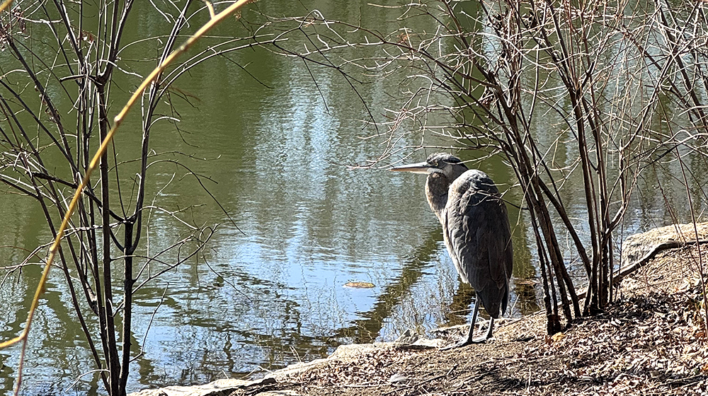 Heron at Graceland cemetery 