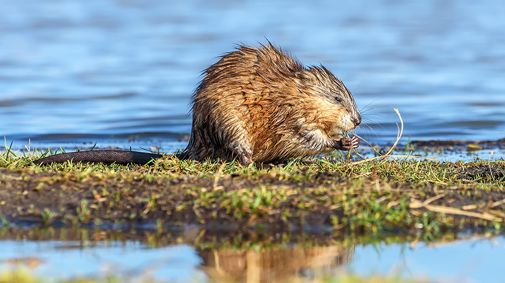 muskrat near water