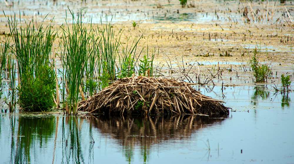 muskrat den