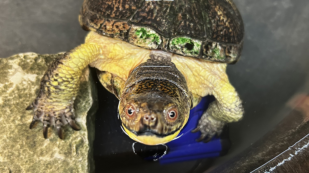 blandings turtle