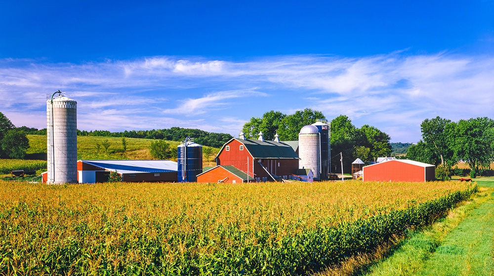midwestern farm with a red barn and rows of corn