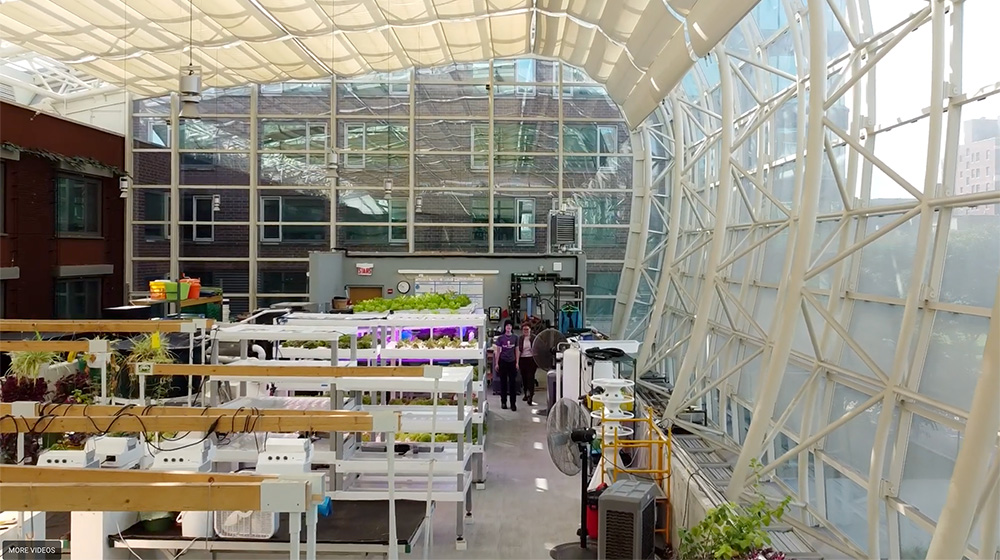 view inside the SES greenhouse