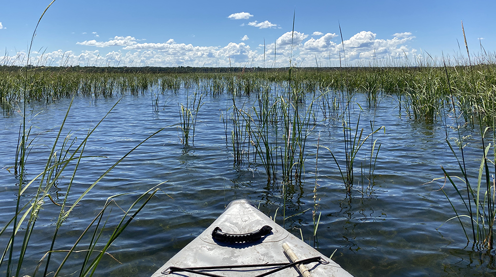 small boat in a wetland