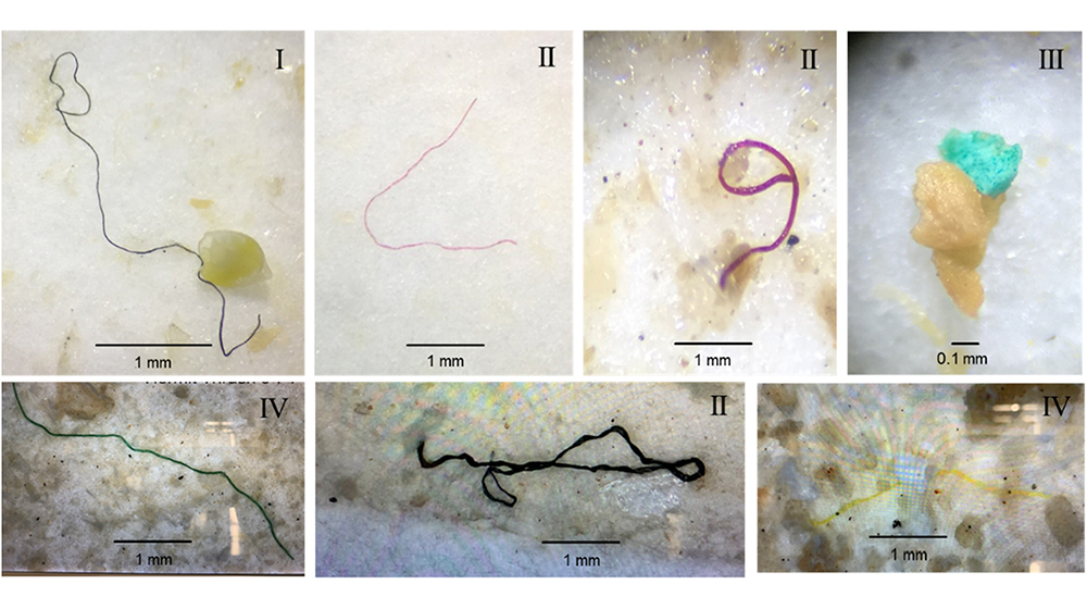 Microplastics found in birds